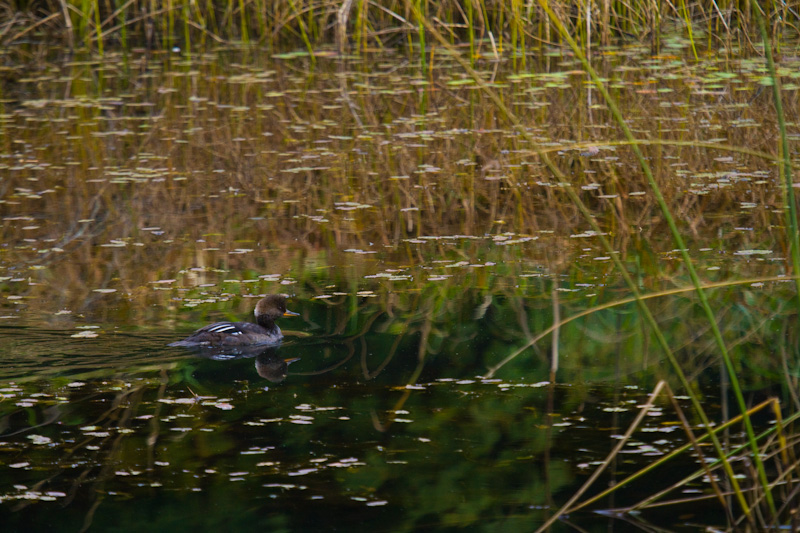 Hooded Merganser